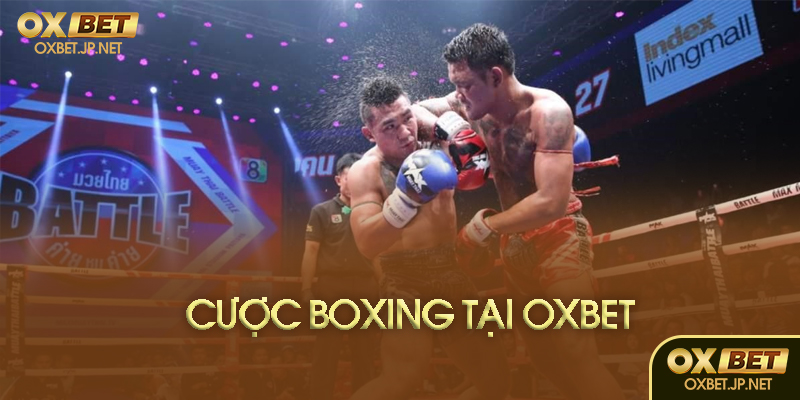 Hướng dẫn cược tại Oxbet