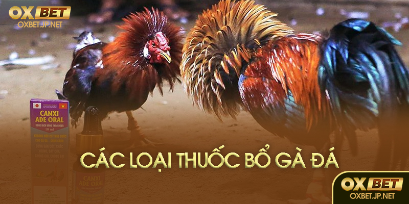 Phân loại thuốc bổ phổ biến