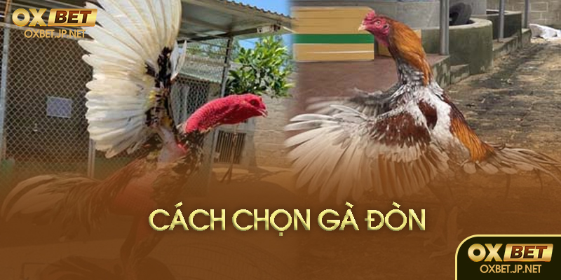 Cách chọn gà đòn hay
