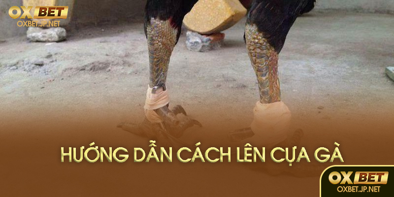 Chuẩn bị trước khi lên cựa