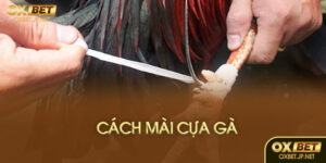 Cách mài cựa gà chuẩn