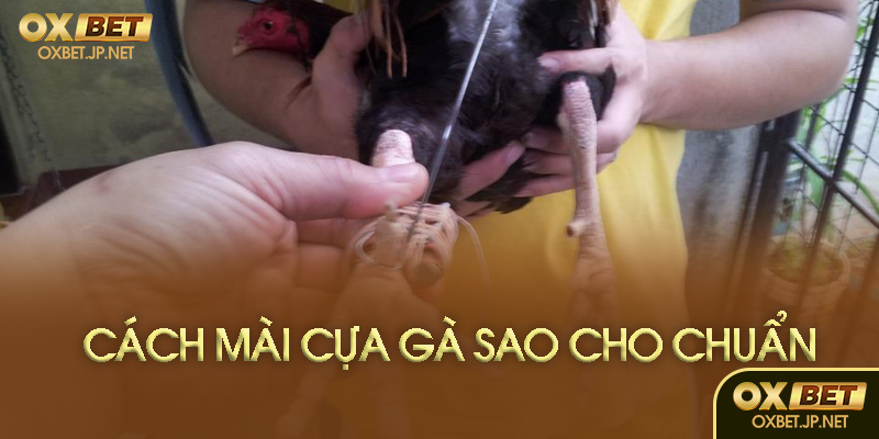 Các bước mài cựa gà