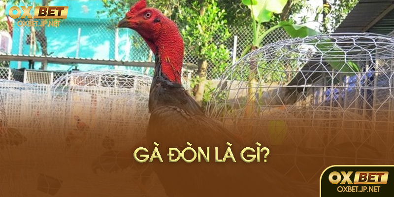 Gà đòn là gì