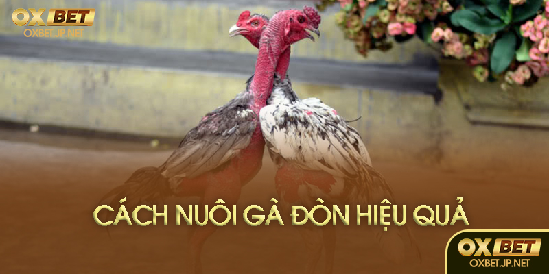 Cách nuôi gà đòn hiệu quả