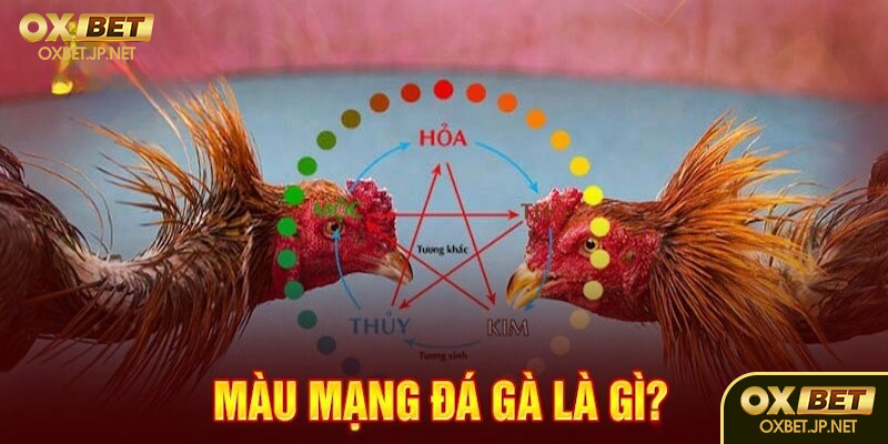 Oxbet và đá gà trực tuyến