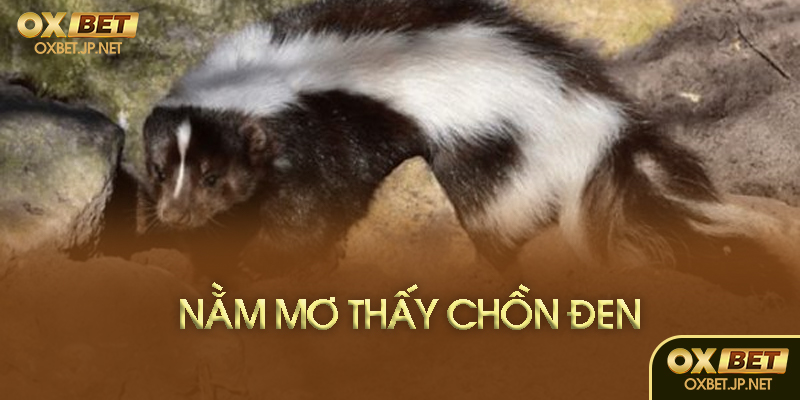 Nằm mơ thấy chồn đen