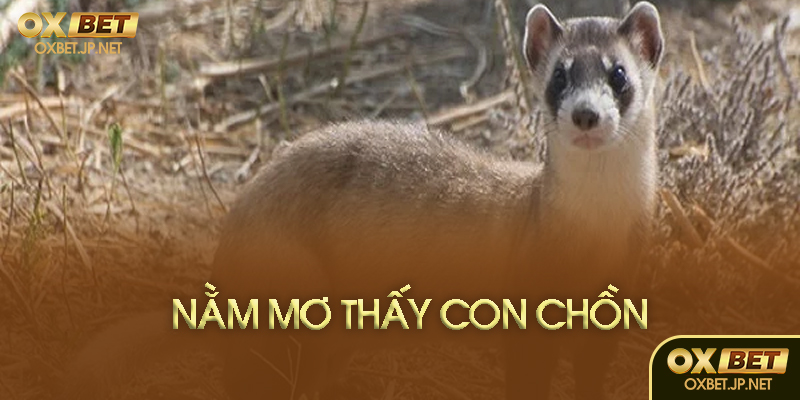 Nằm mơ thấy con chồn