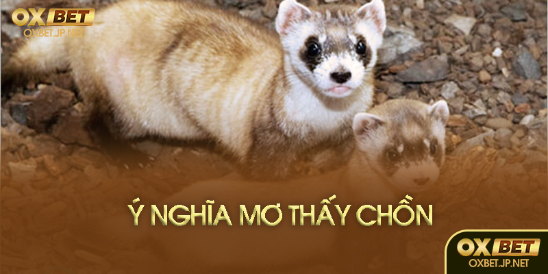 Giấc mơ chồn và tâm linh